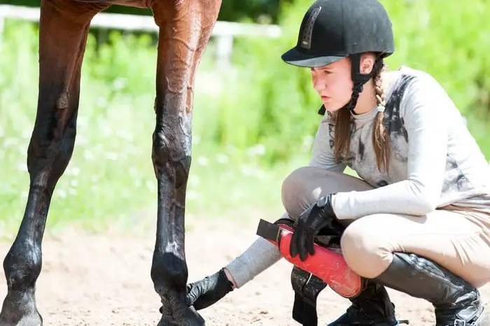 Horse First Aid