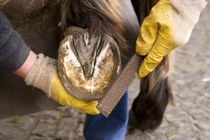 Horse Hoof care