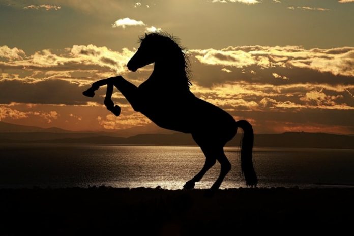 Horse Information