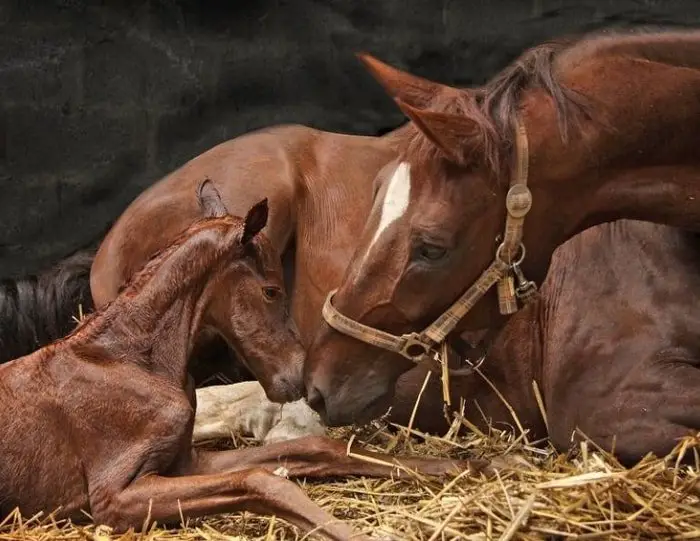 Horse Reproduction - Foaling