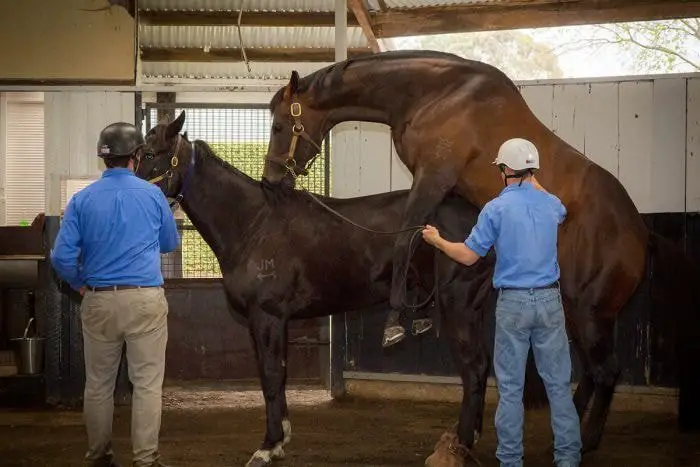 Horse Reproduction- Serving the Mare