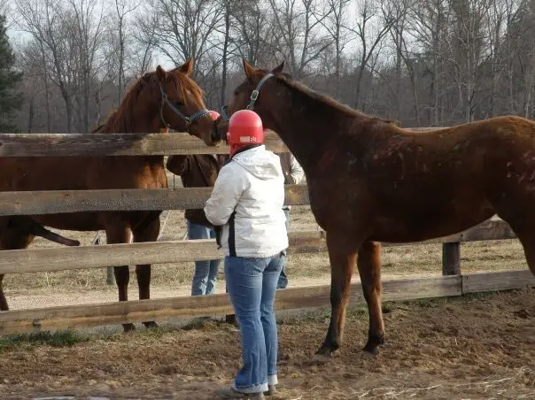 Horse Teasing