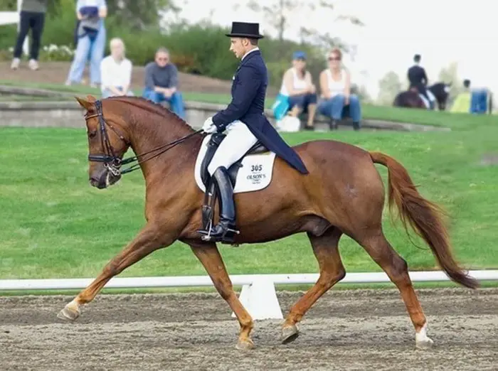 Horse Training- Dressage