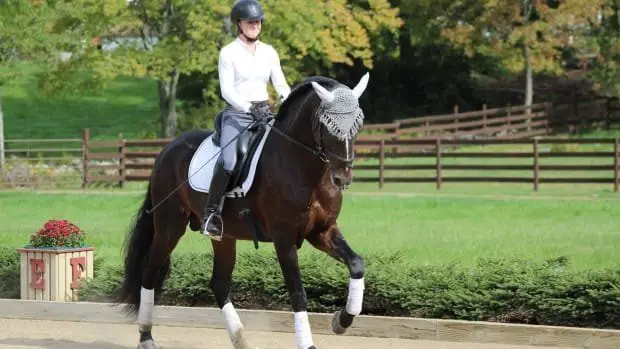 Horse Training- English Riding