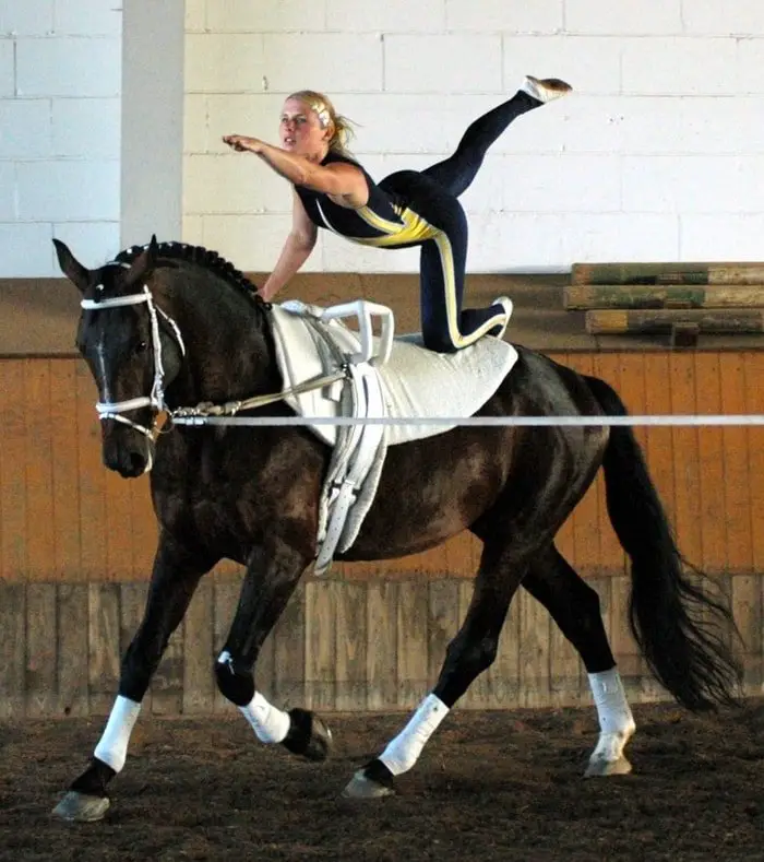 Horse Training- Equestrian Sports