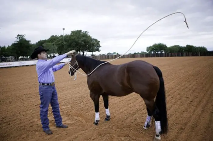 Horse Training- Horsemanship