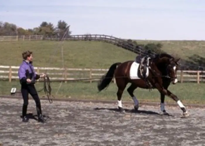 Horse Training- Longing