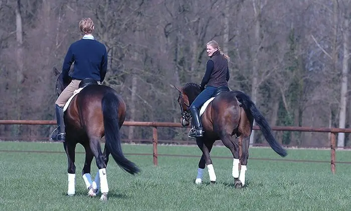 Horse Training- Remount Training