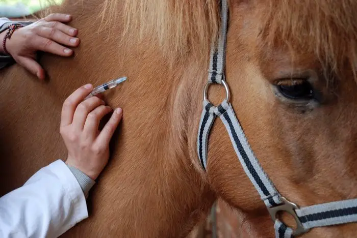 Horse Vaccination