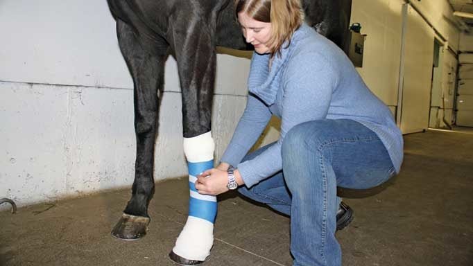 Horse Wound Treatment