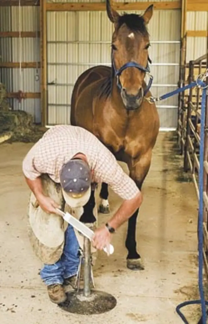 Horseshoe procedure-Trimming