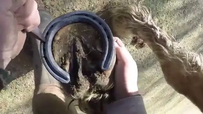 Horseshoe- Nail Setting