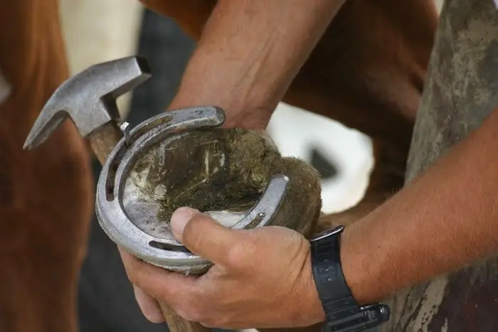 Horseshoe- Using Hammer