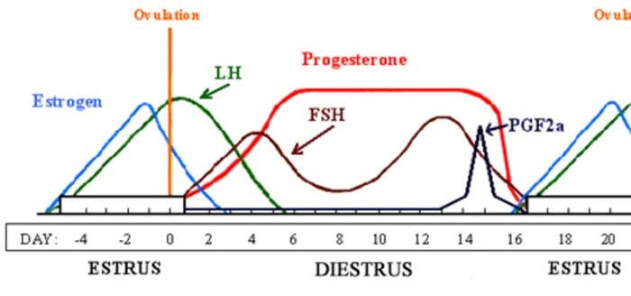 Mare Hormone Influences