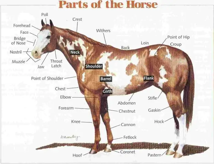Parts of The Horse