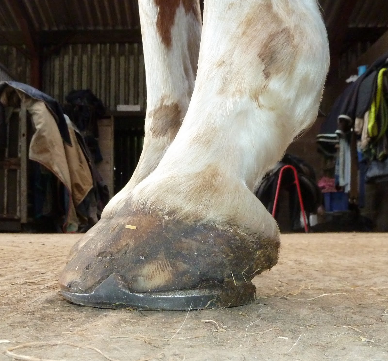 Shoeing Flat Feet