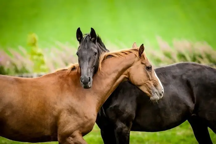 Horse Reproduction-Teasing