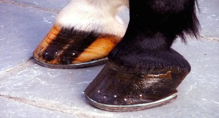 Well Shoeing Horse Feet