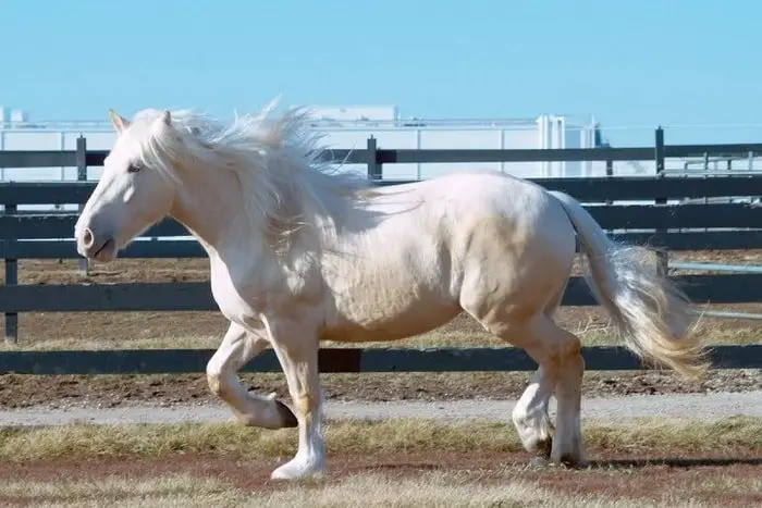 American Cream Draft Horse