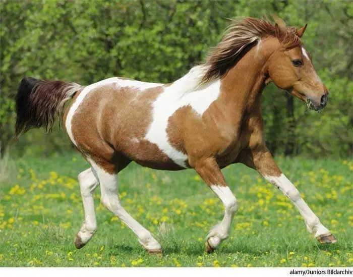 10 Most Important Facts on American Paint Horse for Horse