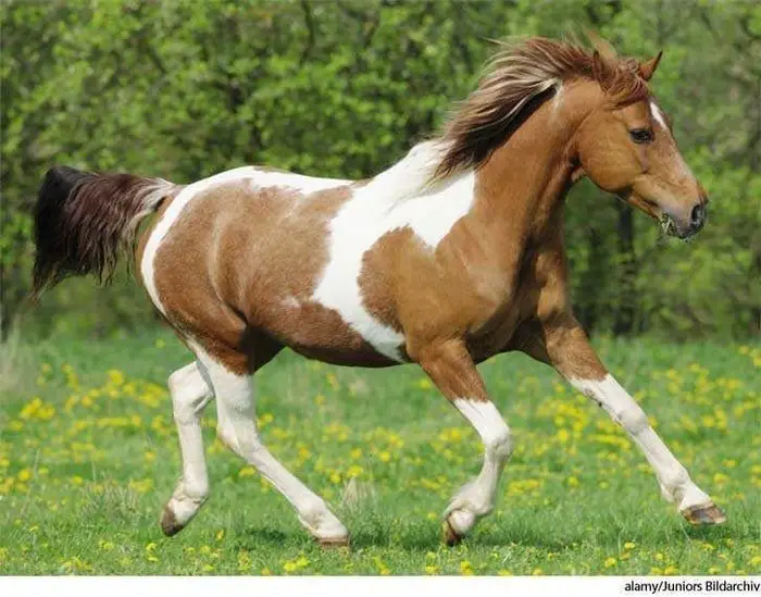 Cavalo Americano Paint Horse