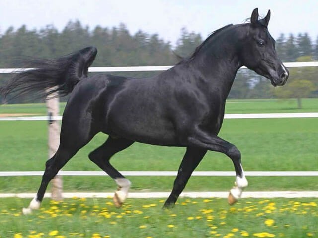 Arab Horses