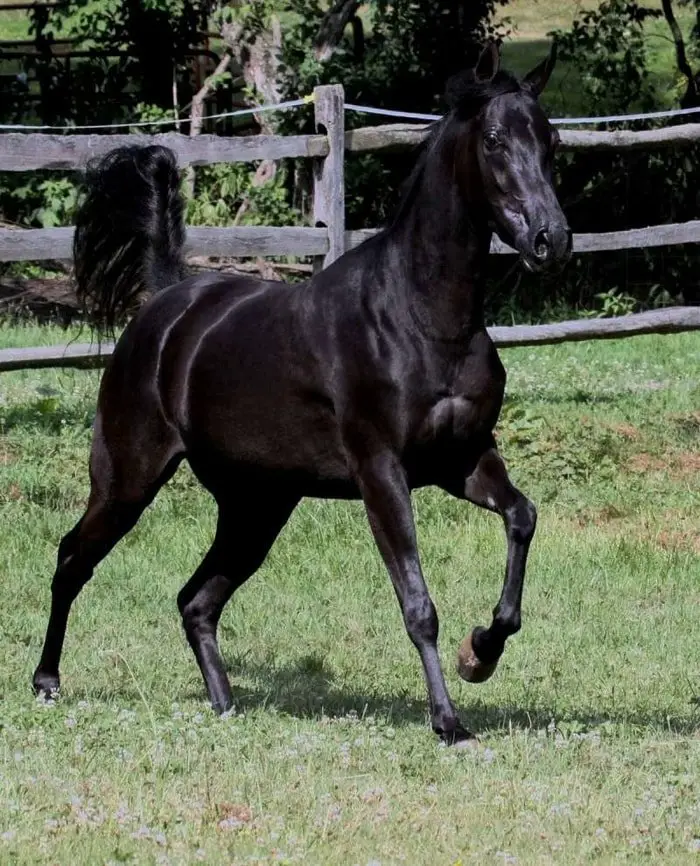 Arabian Horse Breeds