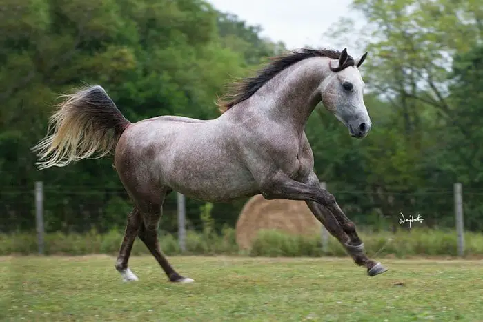 Arabian Horse- Grey