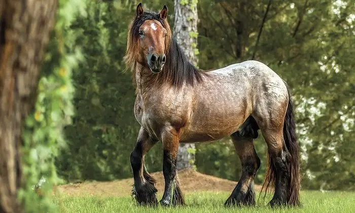 Ardennes Horse