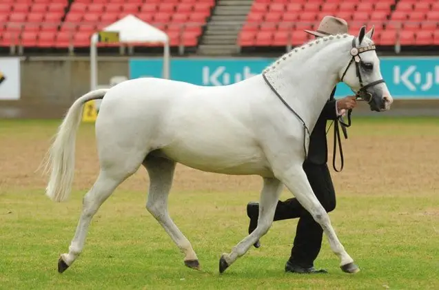 Australian Pony