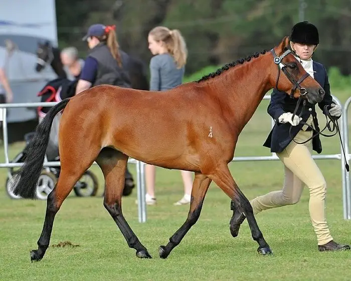 Australian Riding Pony