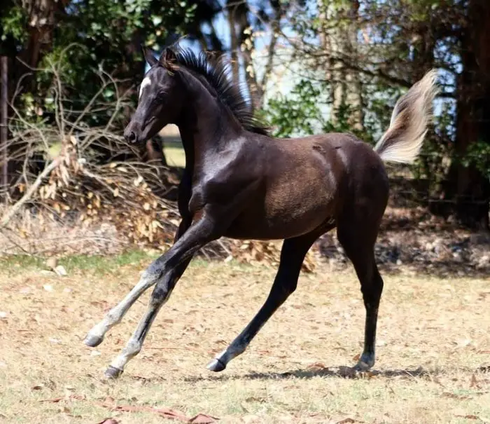 Australian Saddle Pony