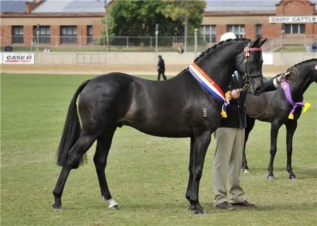 Australian Stud Pony