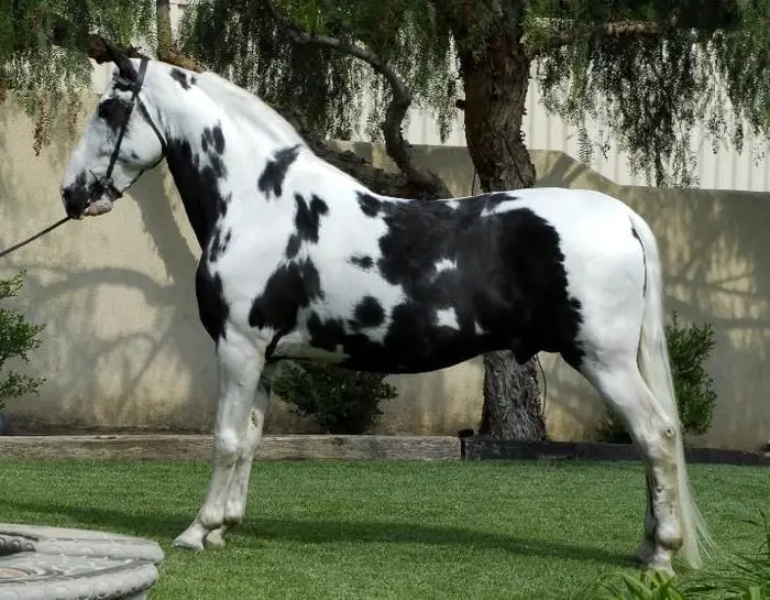 Le cheval Black Paint