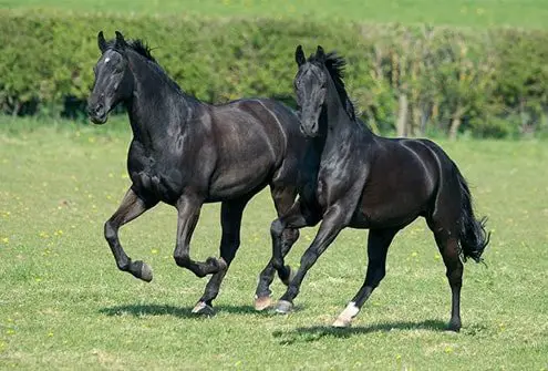 Polo Horse Breeds- Arabian