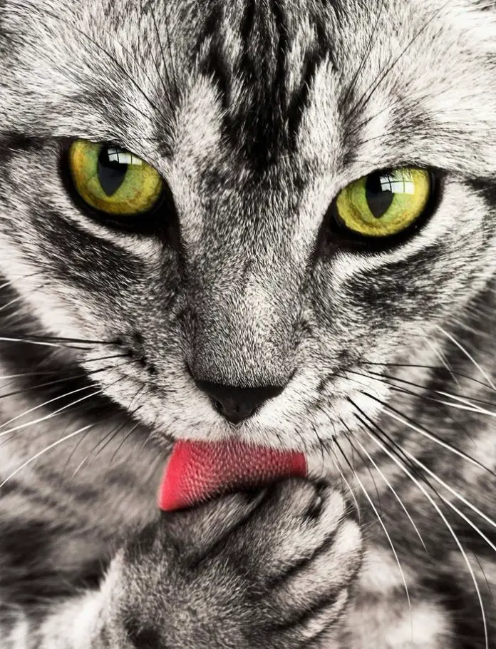 Beautiful Cat