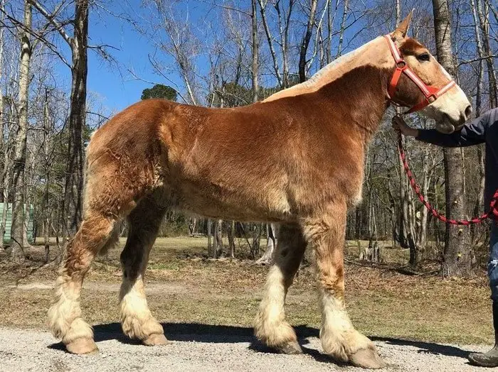 Belgian Draft Horse Breeds