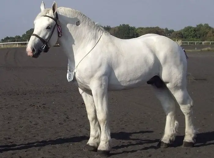 Boulonnais Horse