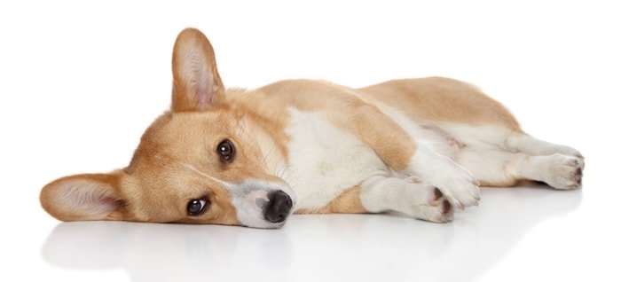 Canine Parvovirus in Puppy