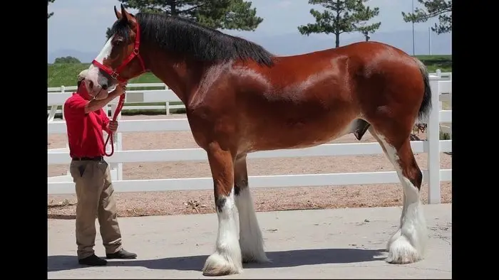 Care of Clydesdale Horse (2)