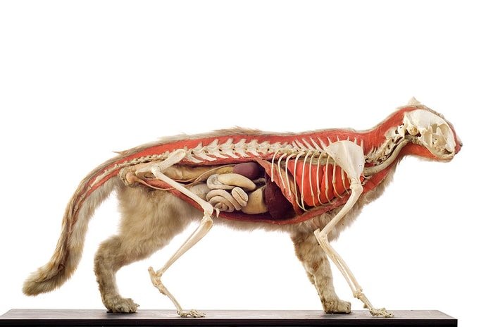 Cat Anatomy