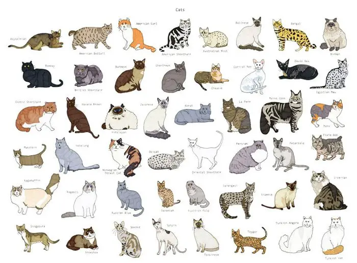 Cat Breeds