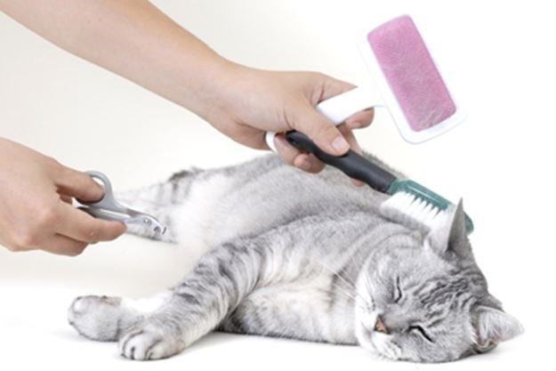 Cat Grooming