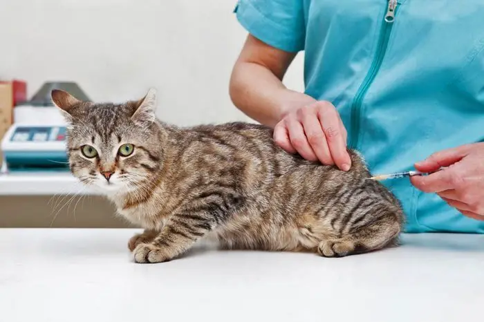Cat Vaccination