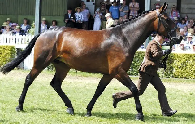 Cleveland Bay Horse