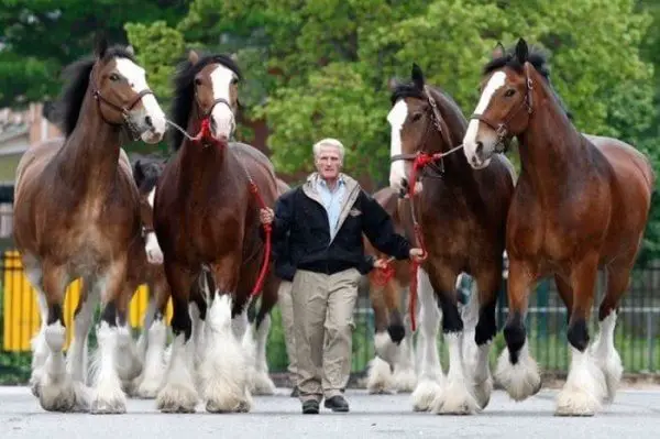 Clydesdale Horse