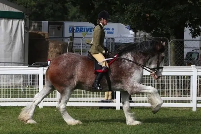 Clydesdale Riding
