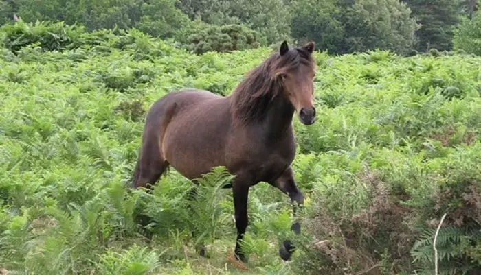 Dartmoor Pony