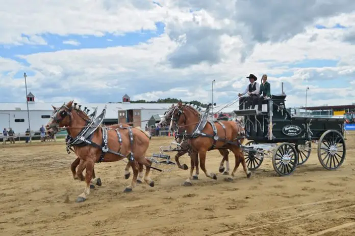Draft Horse Breeds