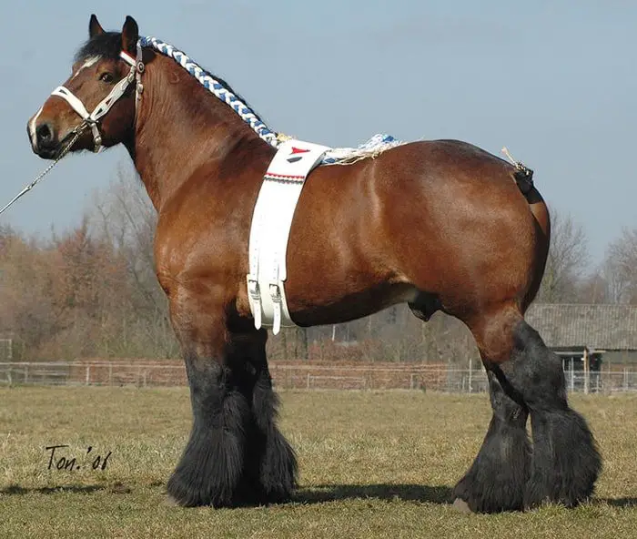 Dutch Draft Horse